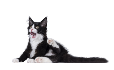 Cute black with white tuxedo Maine Coon cat kitten with naughty expression, laying down side ways cleaning butt. Looking away from camera. Isolated cutout on a transparent background.