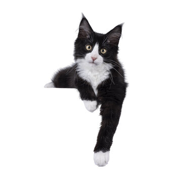 Cute black with white tuxedo Maine Coon cat kitten with naughty expression, laying down facing front. Looking towards camera. Isolated cutout on a transparent background.