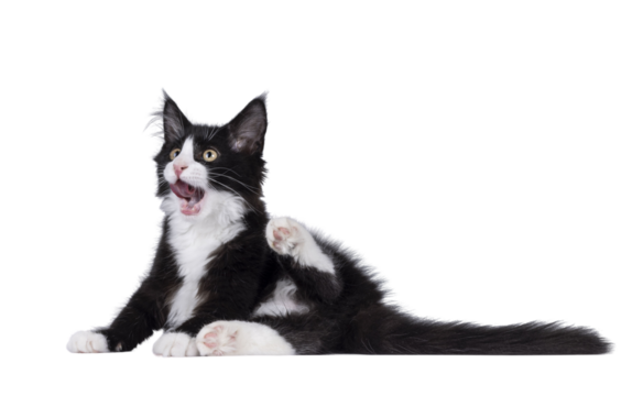 Cute black with white tuxedo Maine Coon cat kitten with naughty expression, laying down side ways cleaning butt. Looking away from camera. Isolated cutout on a transparent background.