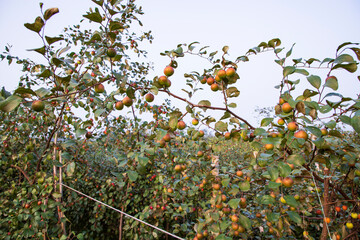 Fruit tree with unripe Red jujube fruits or apple kul boroi  in the garden