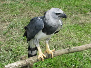 Harpy Eagle, Harpia harpyja. Manaus Zoological Garden, Amazonas - Brazil.


