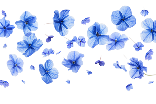 flower forget me not petals flew isolated on white background