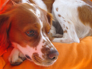 Spaniel breton