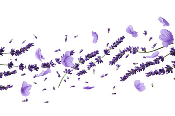 some flower lavender petals flew isolated on white background