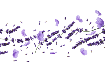 some flower lavender petals flew isolated on white background