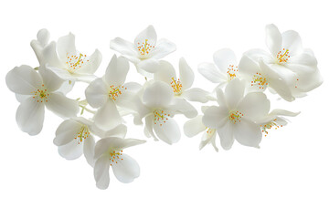 Naklejka na ściany i meble some flower jasmine petals flew isolated on white background