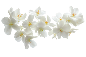 some flower jasmine petals flew isolated on white background