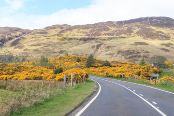 A Peaceful Journey Through Blossoming Countryside Roads