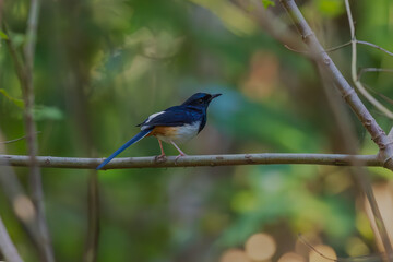 Andaman shama (Copsychus albiventris) at South Andaman, India
