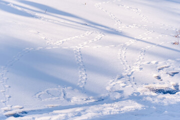 Winter in park, snow fairy tail