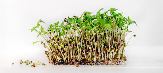 Organic mush microgreens sprouts with seeds isolated on white background