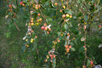 Fruit tree with unripe Red jujube fruits or apple kul boroi  in the garden