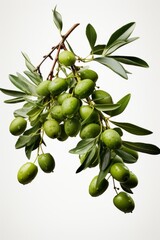 Olive branch with green olives on isolated white background generated AI