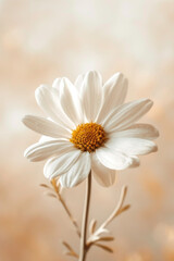 Obraz premium White daisy flower soft elegant vertical background, card template