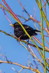 black bird perching on tree