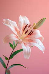 Fototapeta premium Pink lily flower soft elegant vertical background, card template