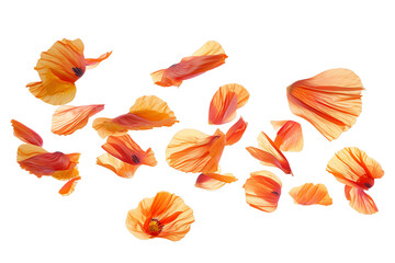 some flower poppy petals flew isolated on white background