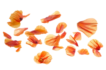 Fotobehang some flower poppy petals flew isolated on white background © masud