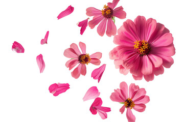 some flower zinnia petals flew isolated on white background
