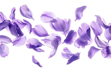 some flower lavender petals flew isolated on white background - obrazy, fototapety, plakaty