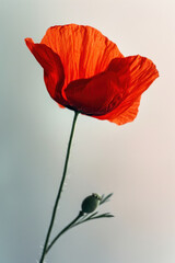 Red poppy flower soft elegant vertical background, card template