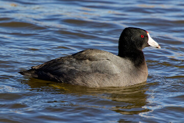 An  American Coot paddling about on a winter morning.  They're plump waterbirds with rounded heads and a sloping bills.  Adults are dark grey all over with a white bill tipped in black.
