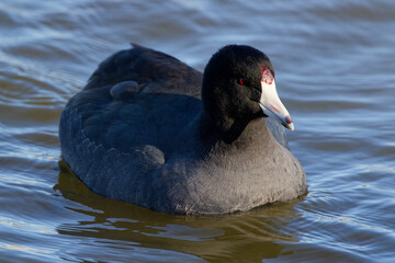An  American Coot paddling about on a winter morning.  They're plump waterbirds with rounded heads and a sloping bills.  Adults are dark grey all over with a white bill tipped in black.