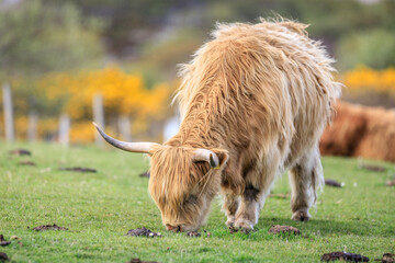 Highland Cattle Grazing in a Lush Green Field