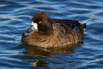 A Lesser Scaup (Female) paddling about on a winter morning. Females are a rich brown overall with a darker head and a white patch next to their bill.