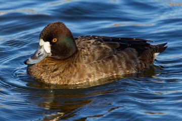 A Lesser Scaup (Female) paddling about on a winter morning. Females are a rich brown overall with a darker head and a white patch next to their bill.