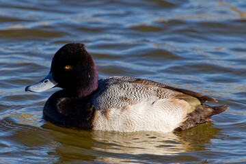 A beautiful Lesser Scaup (Immature Male) paddling about on a winter morning.  It is colloquially known as the little Bluebill or Broadbill because of its distinctive blue bill.