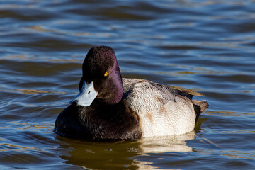 A beautiful Lesser Scaup (Immature Male) paddling about on a winter morning.  It is colloquially known as the little Bluebill or Broadbill because of its distinctive blue bill.