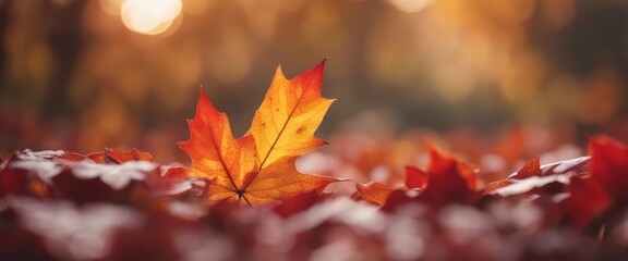 Fototapeta premium autumn season and end year activity with red and yellow maple leaves with soft focus light and bokeh
