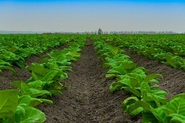 Fototapeta na wymiar tobacco plantation, tobacco cultivation in Bangladesh. Field of tobacco.