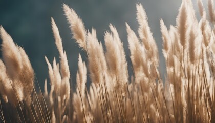 Beautiful shades of neutral pampas grass and reeds makes for an aesthetic background with sunlight