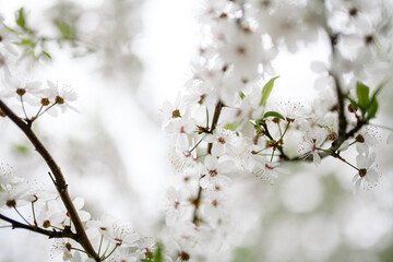 Soft focus close-up plum blossom branch on a beautiful spring day