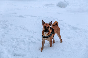 dog in snow