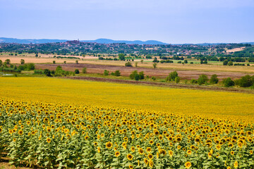 Campo di girasoli, Toscana