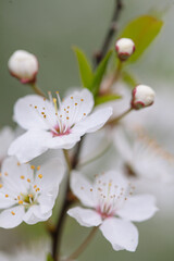 Fototapeta na wymiar Soft focus close-up plum blossom branch on a beautiful spring day