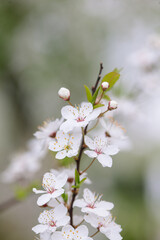 Soft focus close-up plum blossom branch on a beautiful spring day