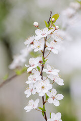 Soft focus close-up plum blossom branch on a beautiful spring day
