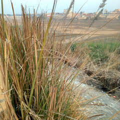 old plant or bush portrait