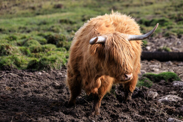 Highland Cattle Grazing in the Green Meadows