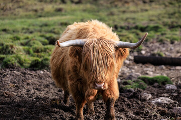 Highland Cow Grazing in a Peaceful Meadow