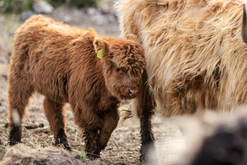 Fototapeta premium Curious Baby Highland Cow Explores the Rocky Terrain