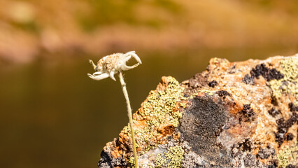 Leontopodium alpinum, Edelweiss, at the famous Kaunertal Glacier Road, Landeck, Tyrol, Austria