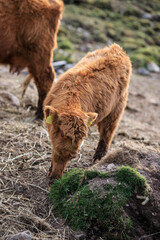 Fototapeta premium Curious Baby Highland Cow Explores the Rocky Terrain