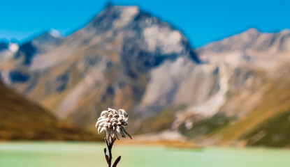 Leontopodium alpinum, Edelweiss, at Lake Rifflsee, Mandarfen, Imst, Tyrol, Austria