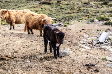 Curious Baby Highland Cow Explores the Rocky Terrain