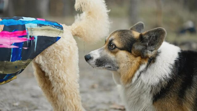 picnic or barbeque party with pets in autumn forest outdoors. funny welsh corgi dog walking on ground between human legs and camping chairs and sniffs other dog